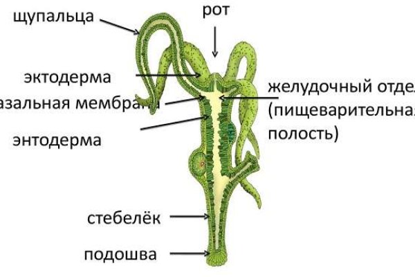 Актуальный бот блэк спрут